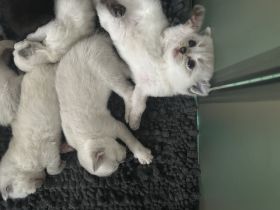 BKH Kittens