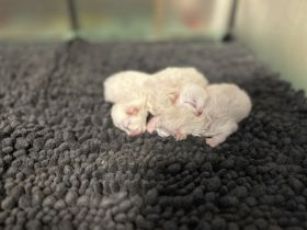 BKH kittens