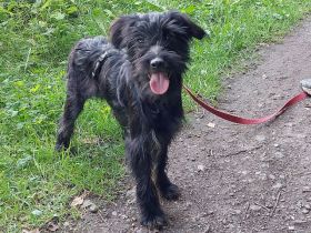 kleinbleibende süße Schnauzer-Mix Welpen Hündin "Dana"