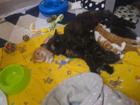 Wunderschöne Maine Coon Mix Kitten suchen ab der 12. Lebenswoche ein liebevolles Zuhause