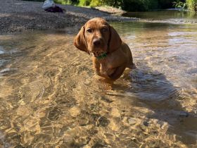 Reinrassiger Magyar Vizsla Rüde in liebevolles Zuhause abzugeben