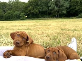 2 reinrassige Magyar Vizsla Rüden suchen liebevolles Zuhause