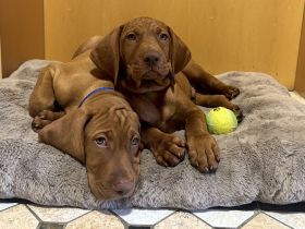 2 reinrassige Magyar Vizsla Rüden