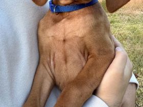 2 reinrassige Magyar Vizsla Rüden suchen liebevolles Zuhause