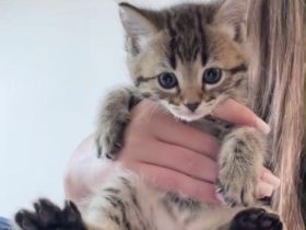Bengal mix mit  BKH