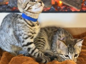 Bengal / BKH  mix