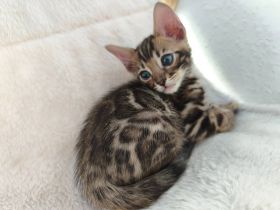 Wunderschöner Bengaljunge mit Stammbaum