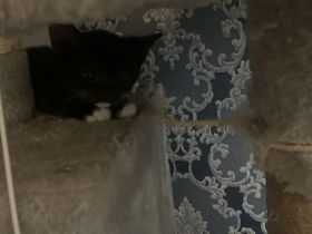 Kitten