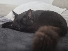 Kater