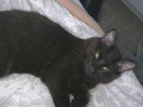 Kater