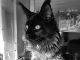 Maine Coon Junge reinrassig mit Stammbaum.