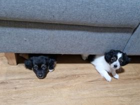 Australian Shepherd-Malteser-Mix Welpen suchen ihr Zuhause (4/6 bereits reserviert)