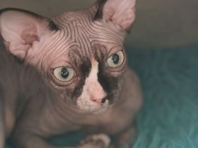 Sphynx-Kitte sucht liebevolles Zuhause