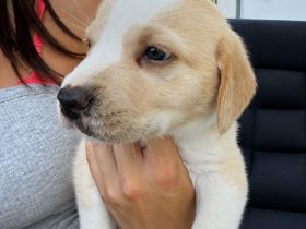 Labrador Mix Welpen