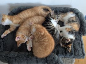 Maikätzchen EKH Kitten suchen ein liebevolles Zuhause.