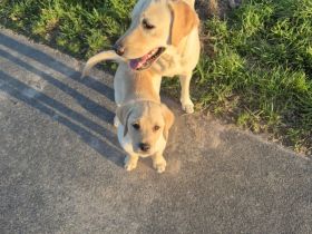 Reinrassiger Labrador Retriever Welpe abzugeben