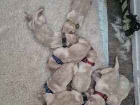 Reinrassige Labrador Retriever Welpen abzugeben