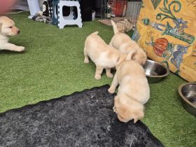 Reinrassige Labrador Retriever Welpen abzugeben