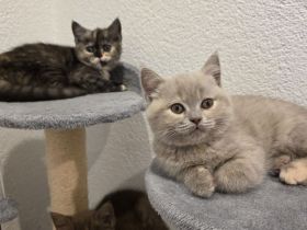 Die Lilly und Luna suchen eine liebevolle fürsorgliche neue Familie