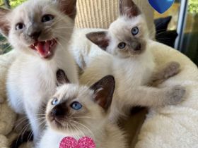 Siam Kitten Reinrassige