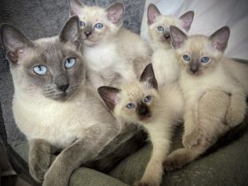 Siam Kitten Reinrassige