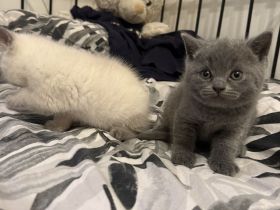 BKH Kitten – ab sofort zum Reservieren (Abgabe ab Mitte August)