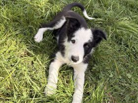 Border Collies noch ein Rüde und eine Hündin