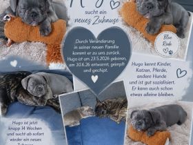 Hugo sucht ein neues 5*ZuHause