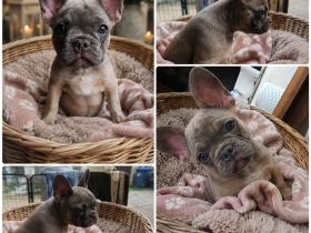 Hermine sucht dich und ihr neues 5* Zuhause