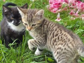 3 süße Katzenbabys