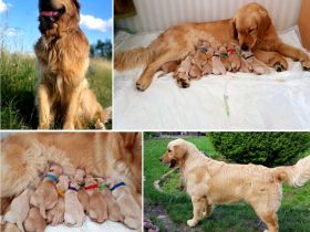Ein idealer Hund für die ganze Familie, Golden Retriever Welpen