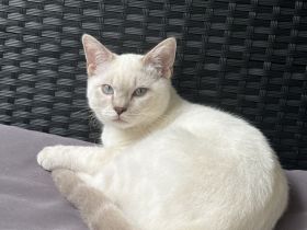 Bkh/Siam mix Kater