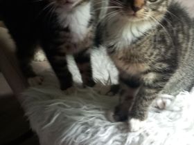 Süße ❤️Kitten 11W suchen liebevolles Zuhause
