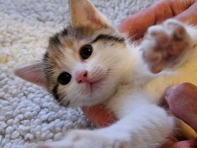 Kitten - abgabebereit