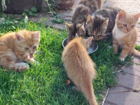 Katzenbaby Kater rot getigert