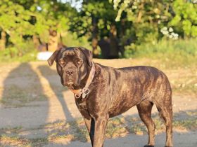 Cane Corso Welpen