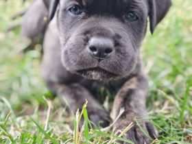 Cane Corso Welpen
