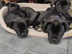 Cane Corso Welpen suchen ein Zuhause