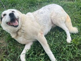 Wuschelhund Julius bereit für eigenes Zuhause