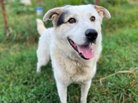 Wuschelhund Julius bereit für eigenes Zuhause