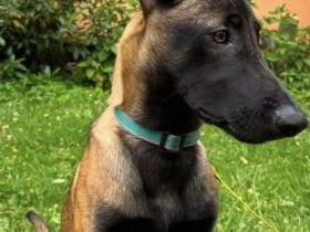Malinois Hündin 5 Monate