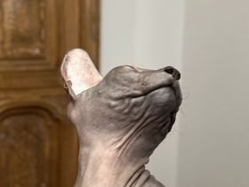 Don Sphynx Kätzchen