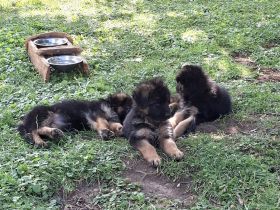 Deutsche Langhaar Schäferhundwelpen