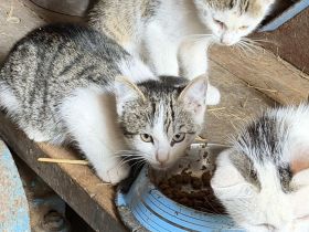 Katzenkinder vom Bauernhof 12 Wochen alt