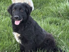 Lebenslustig & sanft: Wer zeigt unserer Josie das große Hunde-Abenteuer