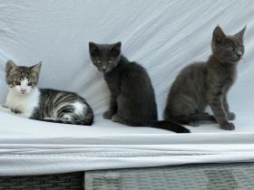 Drei kleine Kätzchen, Babykatzen, Kitten abzugeben