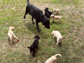 Labrador Mix Welpen