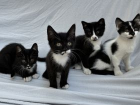 Kleine Kätzchen, Babykatzen, Kitten abzugeben
