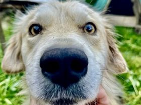 Strubbeliger Charmeur Coby sucht ein liebevolles Zuhause