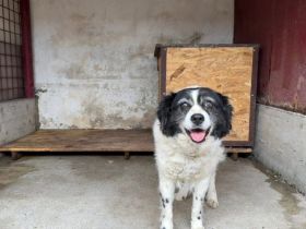 Flauschige schüchterne Hundedame Gräschen sucht Zuhause